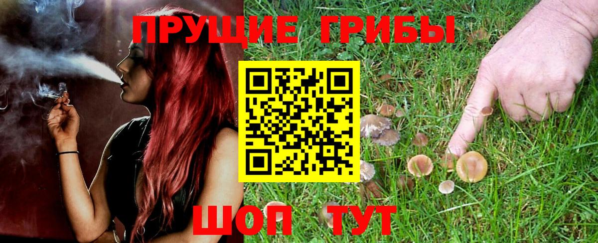 Старая Купавна  Галлюциногенные грибы Psilocybe  Вход с VPN 